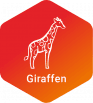  Giraffen