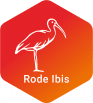 Rode Ibis